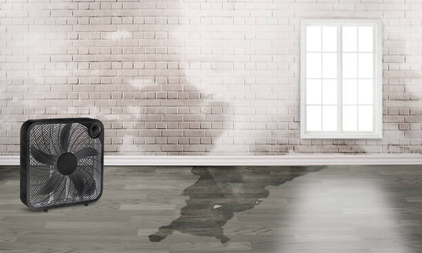 Best Carpet water damage restoration  in East Foothills, CA